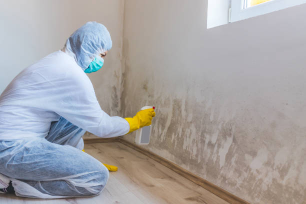Licensed Mold Remediation service in Hamburg, MN - WQB Mold Removal